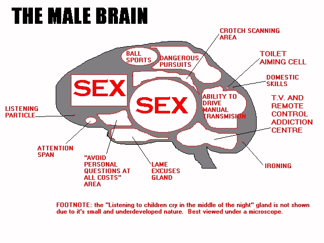 men brains