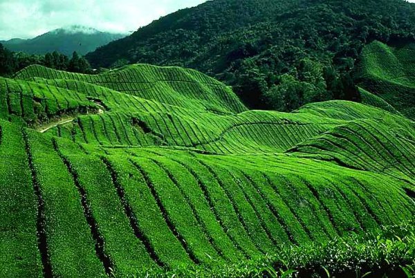 Cameron Highlands