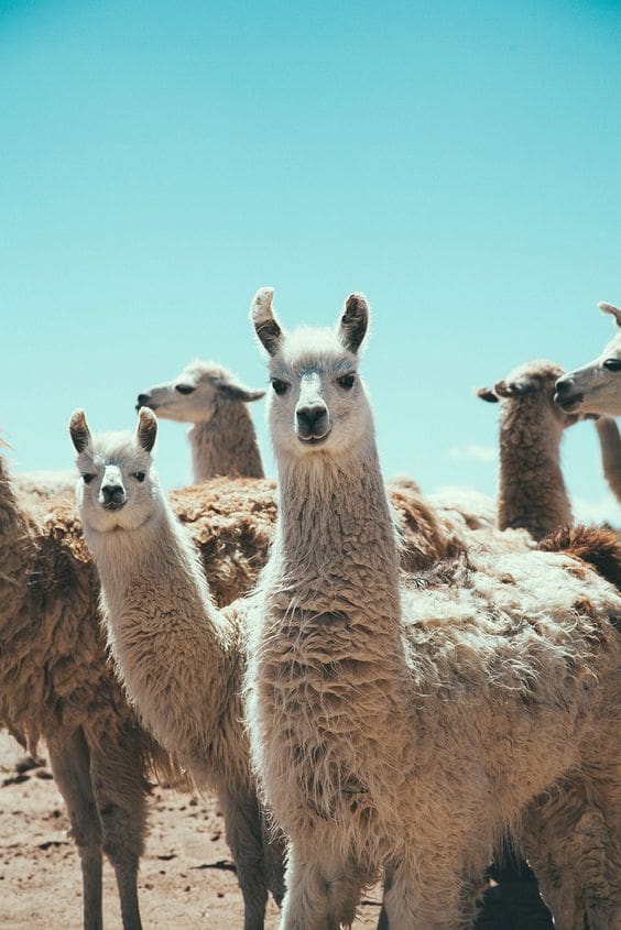 dressed up llamas are