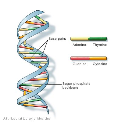 dnastructure